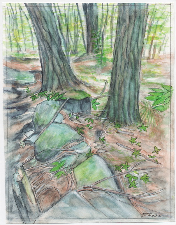 Tree Walk and Sketch June 30