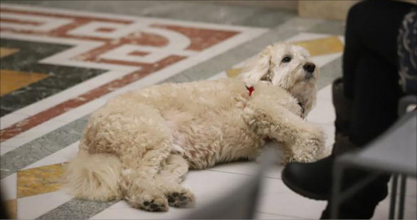 Pet bill poised for walk through the House