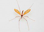 mosquito_061515