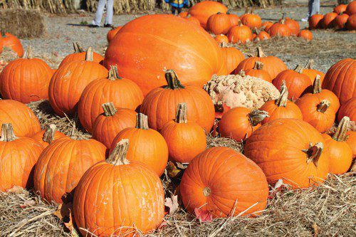 pumpkinpatch930_web